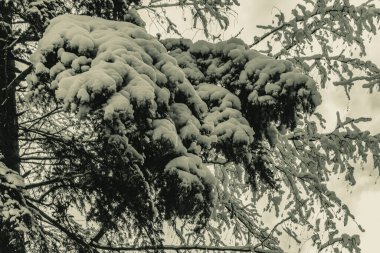 Kışın karla kaplı çam ağacı dalları