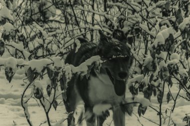 Köpek karda yürüyor. Kış manzarasının arka planında siyah köpek.