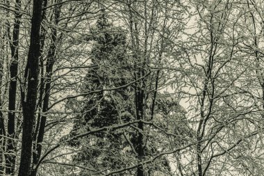 Ormanda kış manzarası.