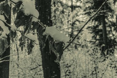 Güzel kış manzarası Karla kaplı ağaçlar.