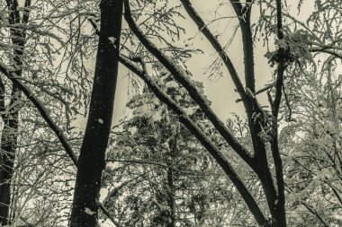 karla kaplı çam dalları, orman ve kış