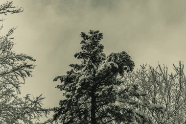 Karla kaplı ağaçlarla kaplı kış manzarası