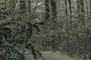 Ormandaki güzel kış manzarası.