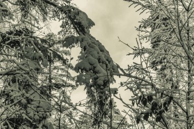 Karla kaplı güzel bir manzara - ağaçlarla kaplı
