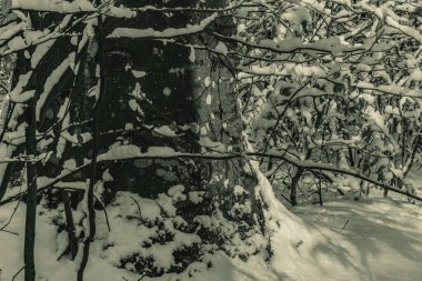 Güzel kış ormanı Köknar ağaçları ve karla kaplı ağaçlar