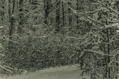 Karlı bir günde karlı bir kış ormanı