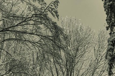 Karla kaplı ağaçlarla kaplı kış manzarası