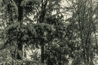 Kar kış ormandaki ağaçlar kaplı