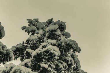 kar - beyaz arkaplan ile kaplı çam dalları.