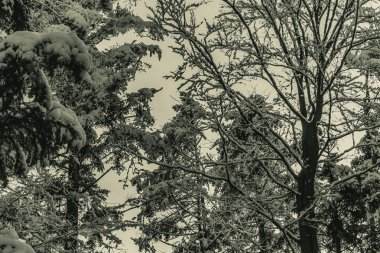 Kış ormanında ağaçlar ve kar. kış arkaplanı.