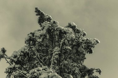 Ormanın güzel manzarası