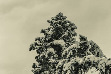 Kışın çam ağaçları ve karla kaplı dağlar