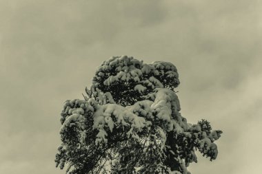 Karda çam dalları. Dallar karla kaplı..