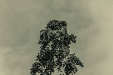 Bulutlu bir kış gününde karla kaplı yaşlı bir ağacın alçak açısı.