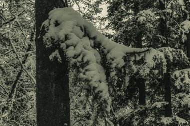 Karlı kış manzarası Ağaçlar ve karla