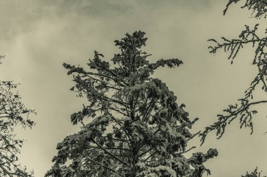 Karda kış manzarası