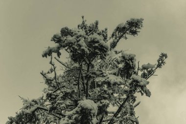 Landscapes, Forest, Carpathians, Photos of nature -Black and white photos, monochrome photos - Europe, Eastern Europe