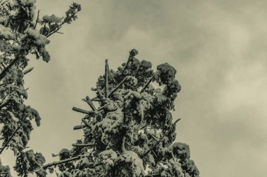 Karla kaplı ağaç dalları.