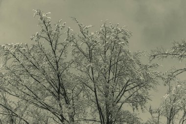 Kışın donmuş ağaçlar, monokrom