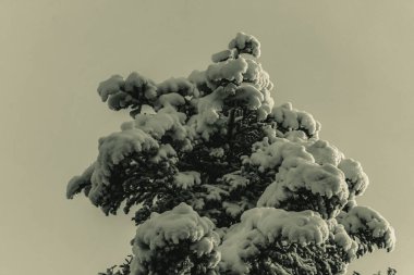 Landscapes, Forest, Carpathians, Photos of nature -Black and white photos, monochrome photos - Europe, Eastern Europe