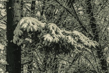 Ağaçlı güzel kış manzarası