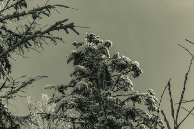 Karda ağaç dalları