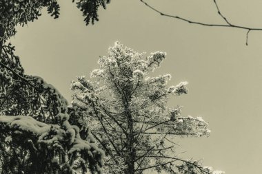Karlı kış manzarası - ağaçlarla kaplı