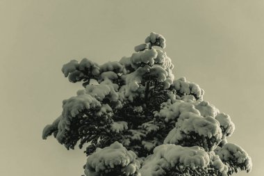 Ormanda karla kaplı ağaçlar