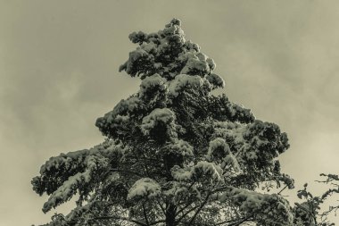 Karla kaplı ağaçlarla kaplı kış manzarası
