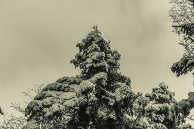 Karla kaplı köknar ağaçları ile kış manzarası