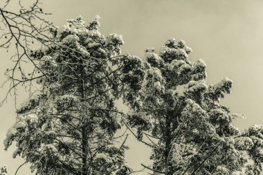 Karla kaplı ağaçlarla kaplı kış manzarası