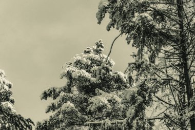 Kış aylarında karla kaplı çam ağaçları