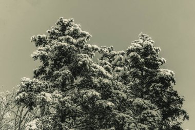 Kar ve ağaçlarla kaplı kış manzarası