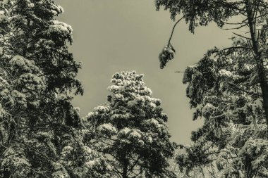 çam ağacı ile kış manzarası