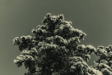 Kış karı - Çam ağaçları.