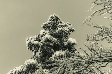 Kar - kış ormanında karla kaplı ağaç