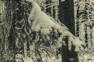 Kar ve karlı ağaç gövdesi