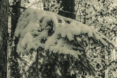 Karla kaplı ağaçların güzel kış arkaplanı