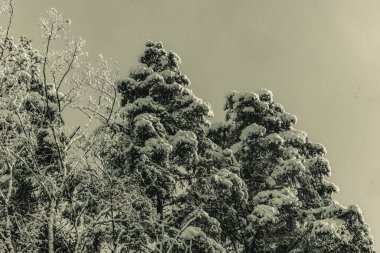 çam ağaçları kış kar kaplı