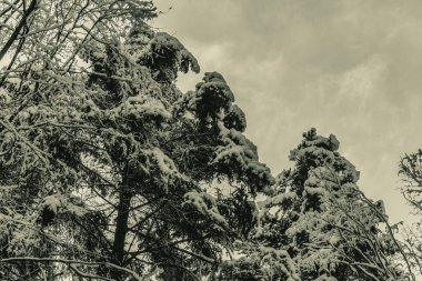 Ağaçlı kış manzarası