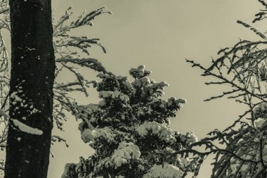 Kar- ormandaki ağaçlar