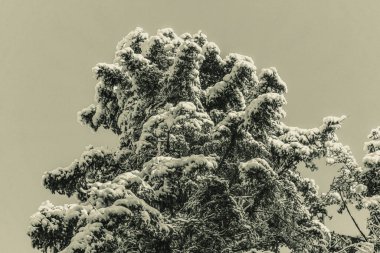 Ormanda karla kaplı ağaçlar