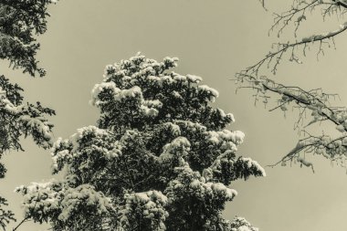 Karlı çam ağaçları