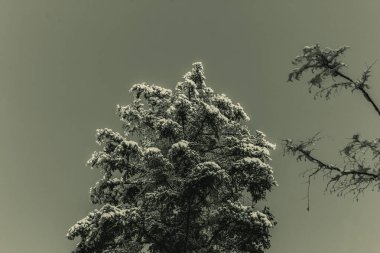 Kış ormanlarında ağaç dalları