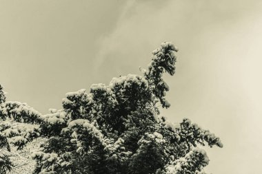 kar kaplı çam ağacı dalı