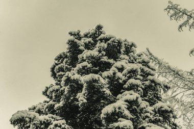 Karla kaplı ağaçlarla kaplı kış manzarası