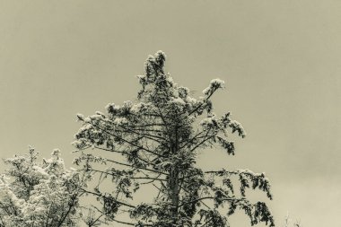 Karda çam ağacı dalları, doğa arka planı