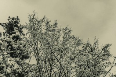 Kar- ormandaki ağaçlar