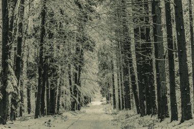 Yol ormanında kış