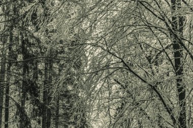 Karda kış ormanı, karla kaplı ağaçlar..